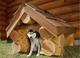 Строим будку для собаки